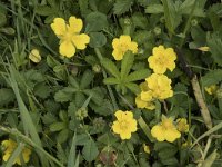 Potentilla reptans 15, Vijfvingerkruid, Saxifraga-Willem van Kruijsbergen