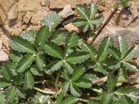 Potentilla reptans 4, Vijfvingerkruid, Saxifraga-Rutger Barendse