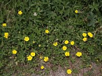 Potentilla reptans 5, Vijfvingerkruid, Saxifraga-Peter Meininger