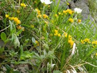 Potentilla rupestris 10, Saxifraga-Rutger Barendse