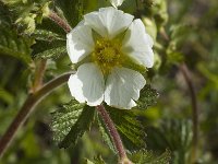 Potentilla rupestris 2, Saxifraga-Jan van der Straaten