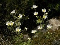 Potentilla rupestris 5, Saxifraga-Jan van der Straaten