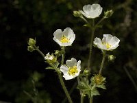 Potentilla rupestris 6, Saxifraga-Jan van der Straaten