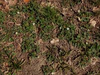 Potentilla sterilis 14, Aardbeiganzerik, Saxifraga-Ed Stikvoort