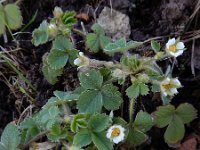 Potentilla sterilis 15, Aardbeiganzerik, Saxifraga-Ed Stikvoort