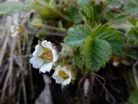 Potentilla sterilis 19, Aardbeiganzerik, Saxifraga-Ed Stikvoort