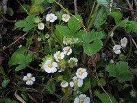 Potentilla sterilis 2, Aardbeiganzerik, Saxifraga-Jasenka Topic