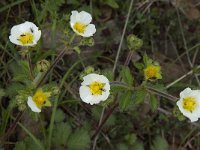 Potentilla sterilis 5, Aardbeiganzerik, Saxifraga-Willem van Kruijsbergen