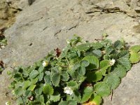 Potentilla sterilis 6, Aardbeiganzerik, Saxifraga-Rutger Barendse