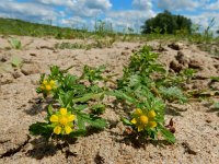 Potentilla supina 11, Liggende ganzerik, Saxifraga-Ed Stikvoort