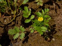 Potentilla supina 12, Liggende ganzerik, Saxifraga-Ed Stikvoort