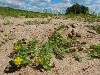 Potentilla supina 13, Liggende ganzerik, Saxifraga-Ed Stikvoort