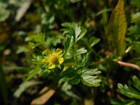 Potentilla supina 14, Liggende ganzerik, Saxifraga-Ed Stikvoort