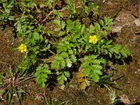 Potentilla supina 15, Liggende ganzerik, Saxifraga-Ed Stikvoort