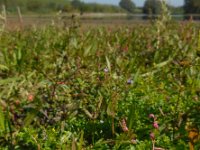 Potentilla supina 16, Liggende ganzerik, Saxifraga-Ed Stikvoort