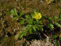 Potentilla supina 18, Liggende ganzerik, Saxifraga-Ed Stikvoort