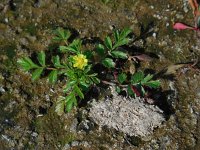 Potentilla supina 19, Liggende ganzerik, Saxifraga-Ed Stikvoort