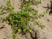 Potentilla supina 20, Liggende ganzerik, Saxifraga-Ed Stikvoort