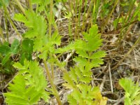 Potentilla supina 21, Liggende ganzerik, Saxifraga-Rutger Barendse