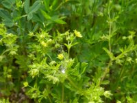 Potentilla supina 22, Liggende ganzerik, Saxifraga-Rutger Barendse