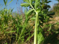 Potentilla supina 3, Liggende ganzerik, Saxifraga-Rutger Barendse