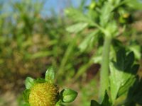 Potentilla supina 4, Liggende ganzerik, Saxifraga-Rutger Barendse