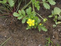 Potentilla supina 5, Liggende ganzerik, Saxifraga-Peter Meininger