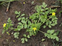 Potentilla supina 6, Liggende ganzerik, Saxifraga-Peter Meininger