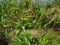 Potentilla supina 9, Liggende ganzerik, Saxifraga-Rutger Barendse