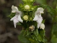 Prasium majus 20, Saxifraga-Jan van der Straaten