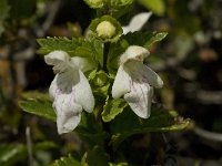 Prasium majus 21, Saxifraga-Jan van der Straaten