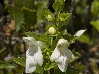 Prasium majus 23, Saxifraga-Jan van der Straaten