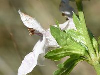 Prasium majus 37, Saxifraga-Sonja Bouwman  White hedge-nettle - Prasium majus - Lamiaceae familie