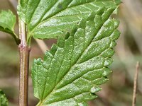 Prasium majus 38, Saxifraga-Sonja Bouwman  White hedge-nettle - Prasium majus - Lamiaceae familie