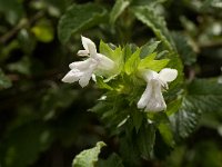 Prasium majus 8, Saxifraga-Jan van der Straaten