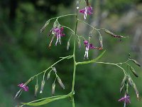 Prenanthes purpurea 3, Saxifraga-Marijke Verhagen