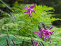 Prenanthes purpurea 7, Saxifraga-Ed Stikvoort