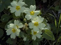 Primula acaulis 10, Stengelloze sleutelbloem, Saxifraga-Jan van der Straaten