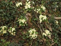 Primula acaulis 11, Stengelloze sleutelbloem, Saxifraga-Jan van der Straaten