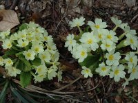 Primula acaulis 12, Stengelloze sleutelbloem, Saxifraga-Marijke Verhagen