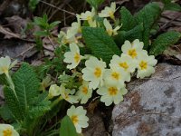 Primula acaulis 14, Stengelloze sleutelbloem, Saxifraga-Willem van Kruijsbergen