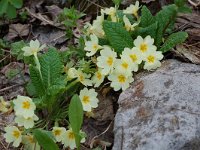 Primula acaulis 16, Stengelloze sleutelbloem, Saxifraga-Willem van Kruijsbergen