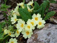 Primula acaulis 17, Stengelloze sleutelbloem, Saxifraga-Willem van Kruijsbergen