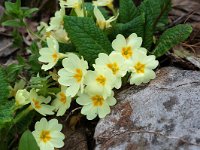 Primula acaulis 18, Stengelloze sleutelbloem, Saxifraga-Willem van Kruijsbergen