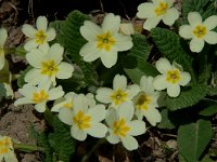 Primula acaulis 19, Stengelloze sleutelbloem, Saxifraga-Jan van der Straaten