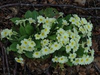 Primula acaulis 2, Stengelloze sleutelbloem, Saxifraga-Marijke Verhagen