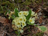 Primula acaulis 20, Stengelloze sleutelbloem, Saxifraga-Willem van Kruijsbergen