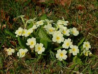 Primula acaulis 21, Stengelloze sleutelbloem, Saxifraga-Willem van Kruijsbergen