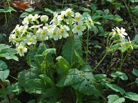 Primula acaulis 23, Stengelloze sleutelbloem, Saxifraga-Willem van Kruijsbergen