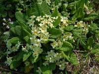 Primula acaulis 24, Stengelloze sleutelbloem, Saxifraga-Willem van Kruijsbergen